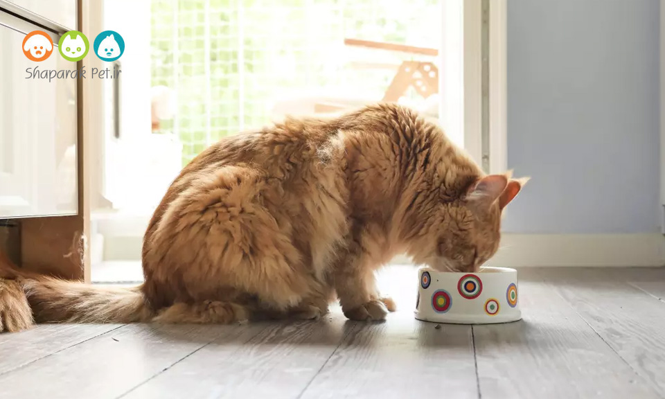 دلایل لزوم استفاده از کنسرو گربه در رژیم غذایی آنها