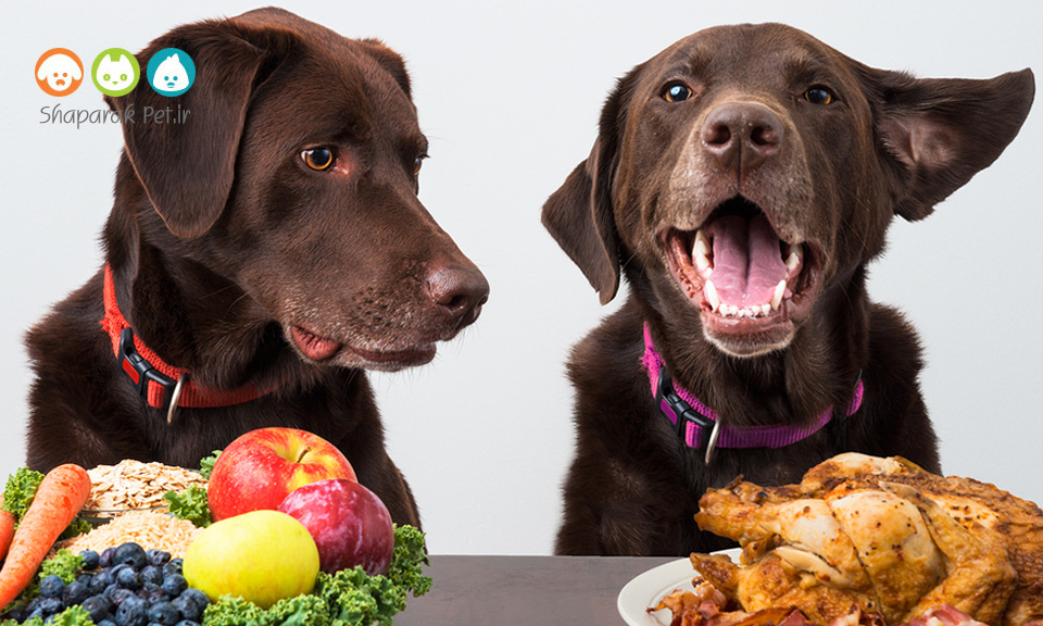 مزیت های استفاده از کنسرو سگ