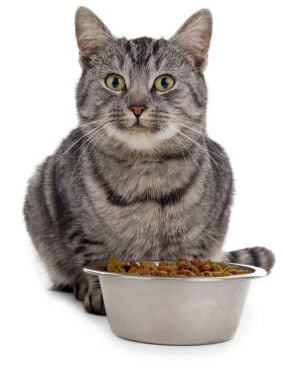 cat-eating-food غذای گربه