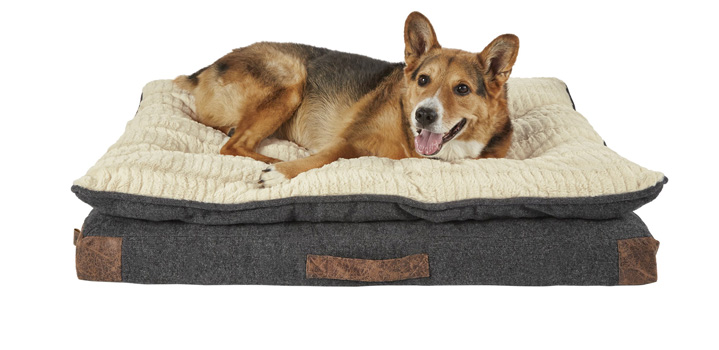 dog-pace-bed خواب سگ