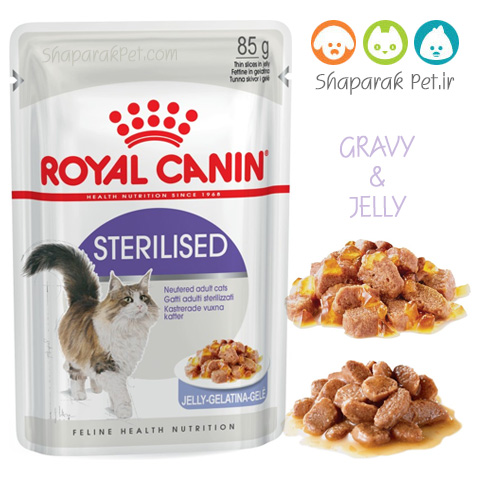 پوچ گربه بالغ عقیم شده رویال کنین