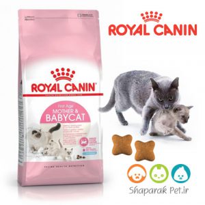 غذای بچه گربه و مادر شیرده رویال