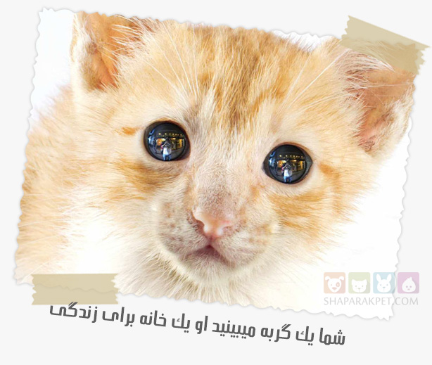 کمک به حیوانات