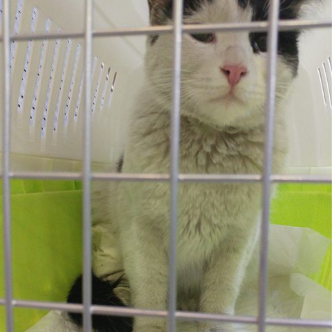 گربه پت شاپ