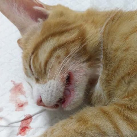 بیماری کلسی