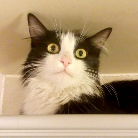 درمان و عقیم سازی