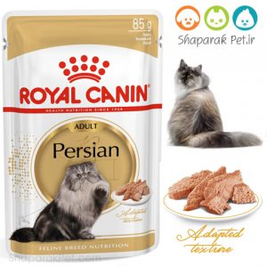 پوچ گربه بالغ پرشین رویال کنین