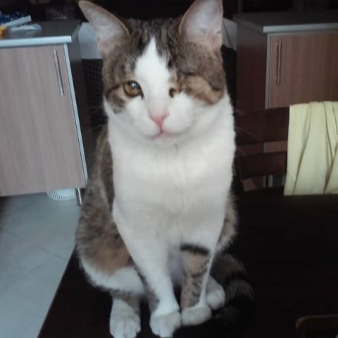 تصادف و شکستگی