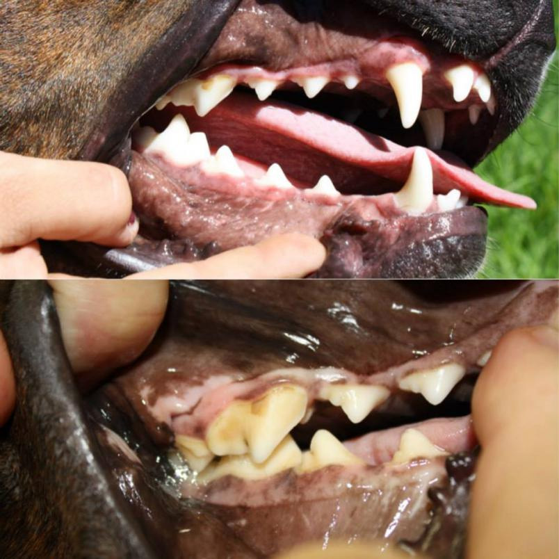 Dental-dog