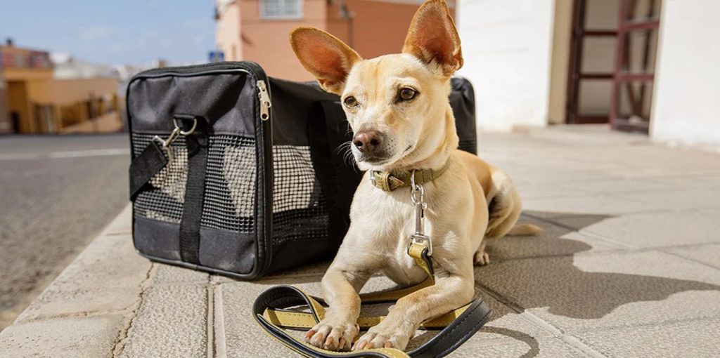 نکاتی درباره باکس حمل سگ با هواپیما