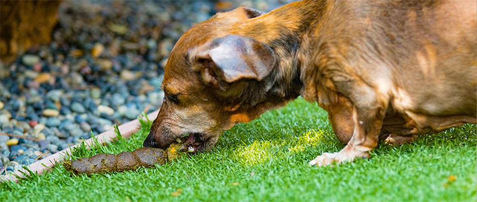 بسیاری از این حیوانات ممکن است در طول روند زندگی خود دچار مشکلات و بیماری های مختلفی شوند. یکی از مشکلات رایجی که بسیاری از این حیوانات به آن دچار می شوند، مدفوع خواری سگ است.